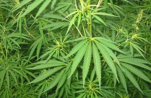 Cannabis Sativa e Cannabis Indica