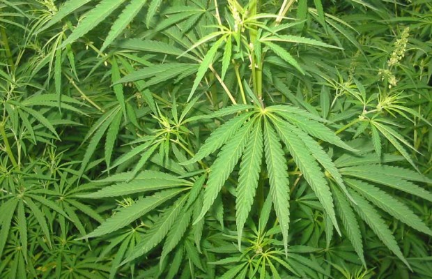 Cannabis Sativa e Cannabis Indica