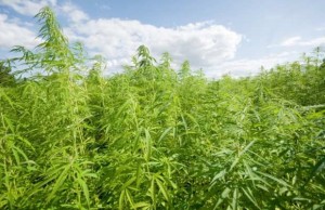 Legalizzazione della marijuana, avvenimenti principali 2016/2017