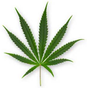 foglia cannabis sativa